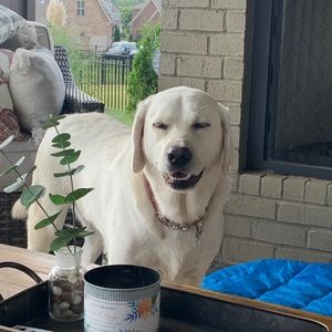 Meet your Posher, Craig